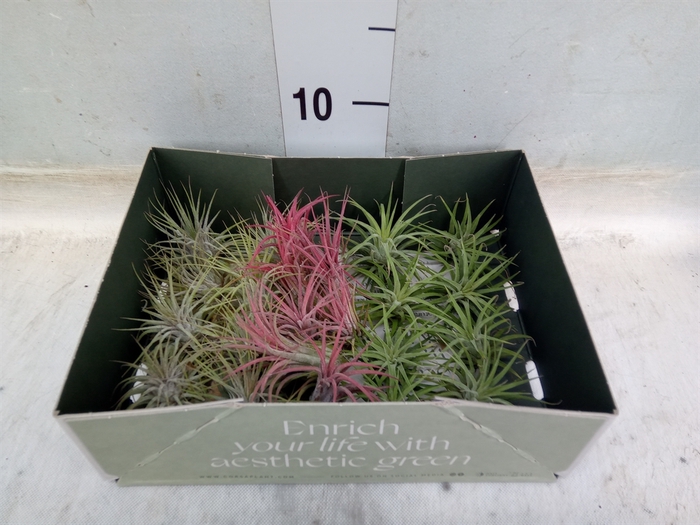 <h4>Tillandsia</h4>