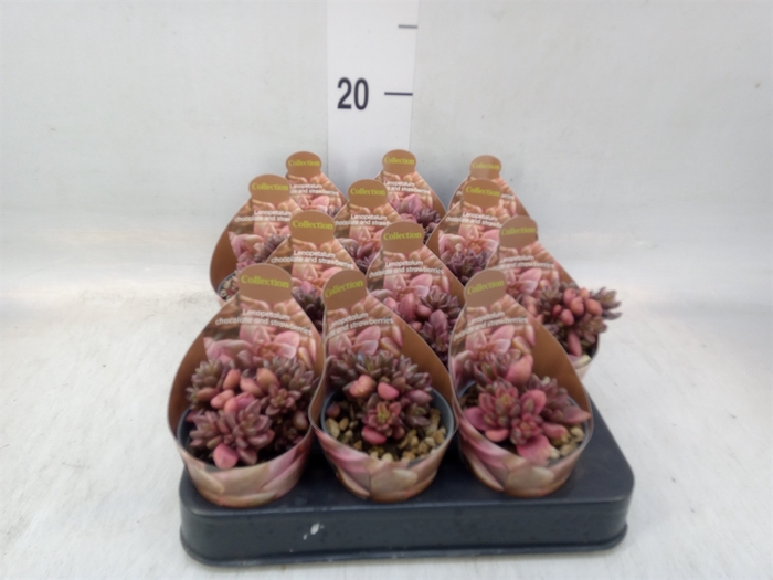 <h4>Cactus   ...</h4>
