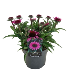 Echinacea   ...