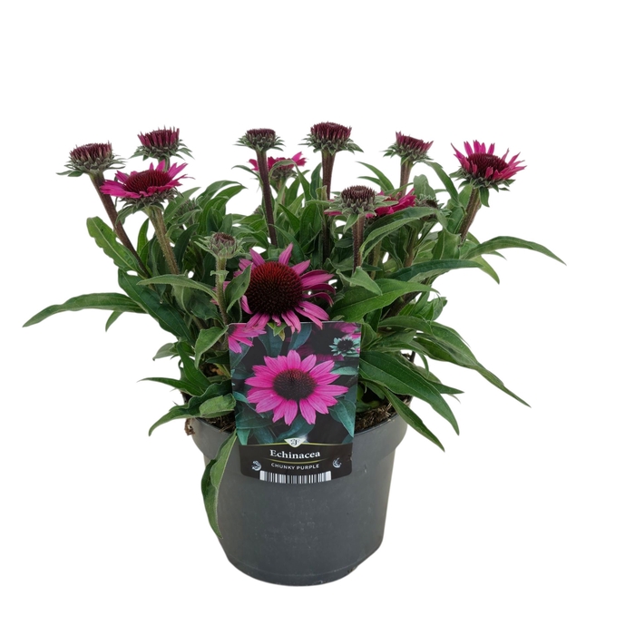 <h4>Echinacea   ...</h4>
