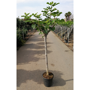 Ficus carica