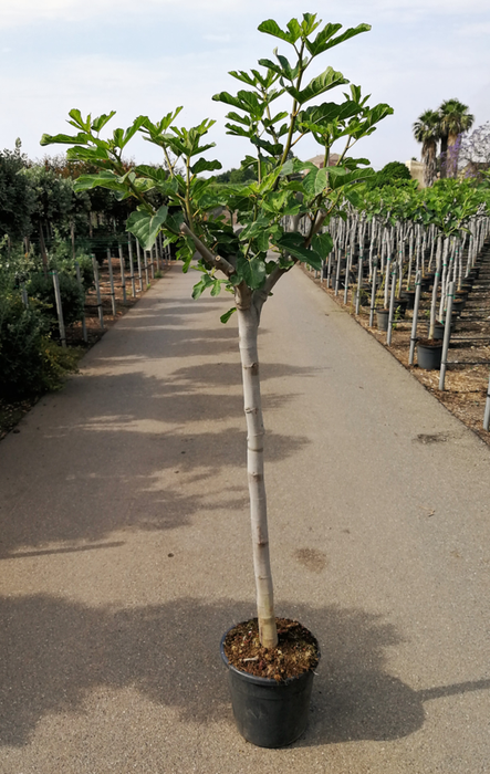 <h4>Ficus carica</h4>