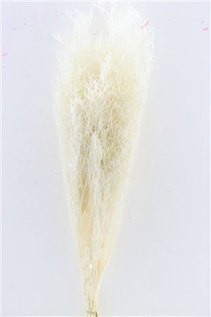 <h4>Pres Caspia Bleached Bunch</h4>