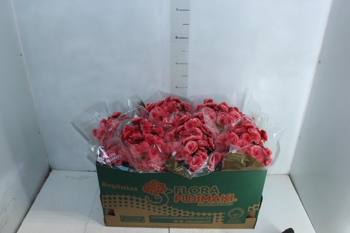 <h4>BEGONIA BORIAS P15</h4>