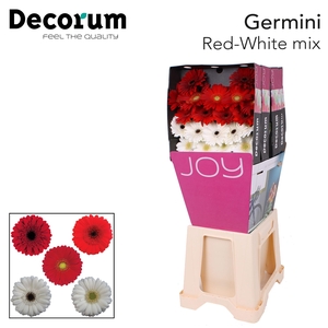 Germini Mix Rood Wit Diamond Per Kaart