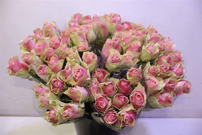 <h4>R Gr Belle Rose</h4>