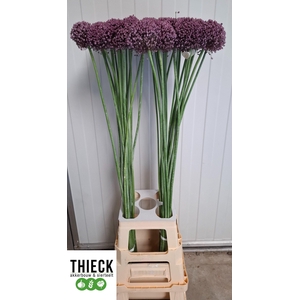 ALLIUM PINK LADY