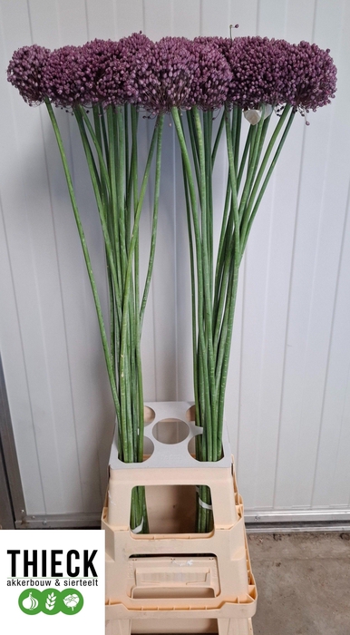 <h4>ALLIUM PINK LADY</h4>