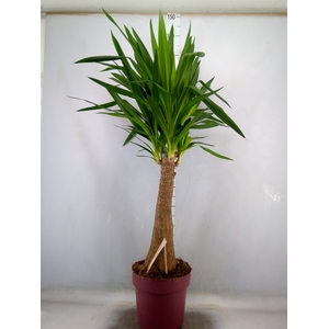 Yucca elephantipes   ...