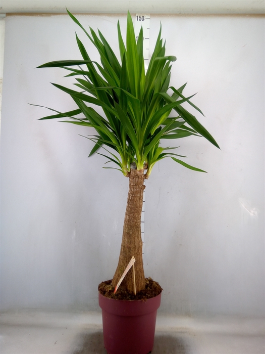 <h4>Yucca elephantipes   ...</h4>