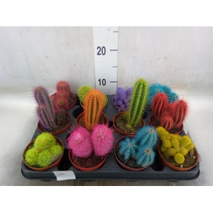 Cactus   ...