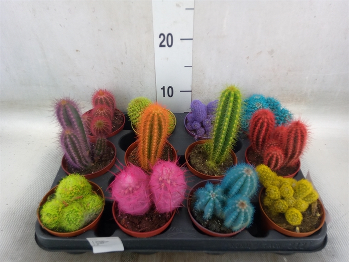 <h4>Cactus   ...</h4>