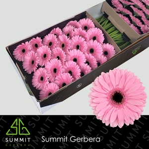 Gerbera Shanice Doos