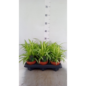 Chlorophytum com. 'Variegatum'