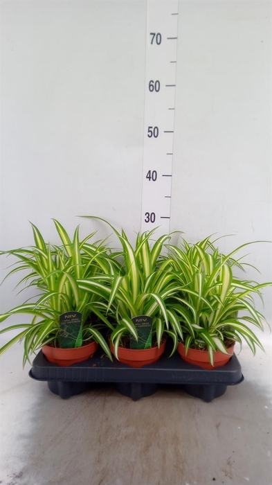 <h4>Chlorophytum com. 'Variegatum'</h4>