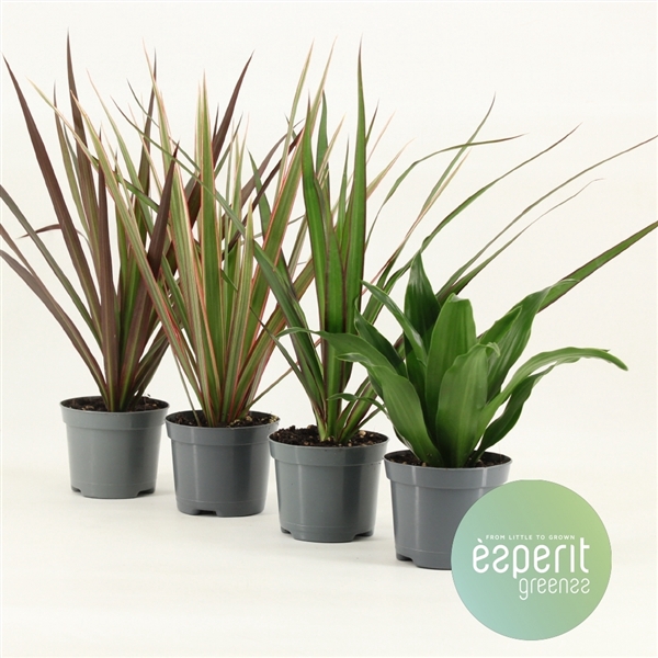 <h4>Dracaena Mix 3-4 srt.</h4>