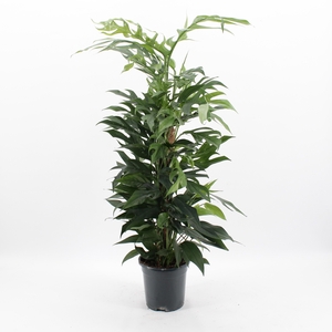 Epipremnum Pinnatum Baltic Blue