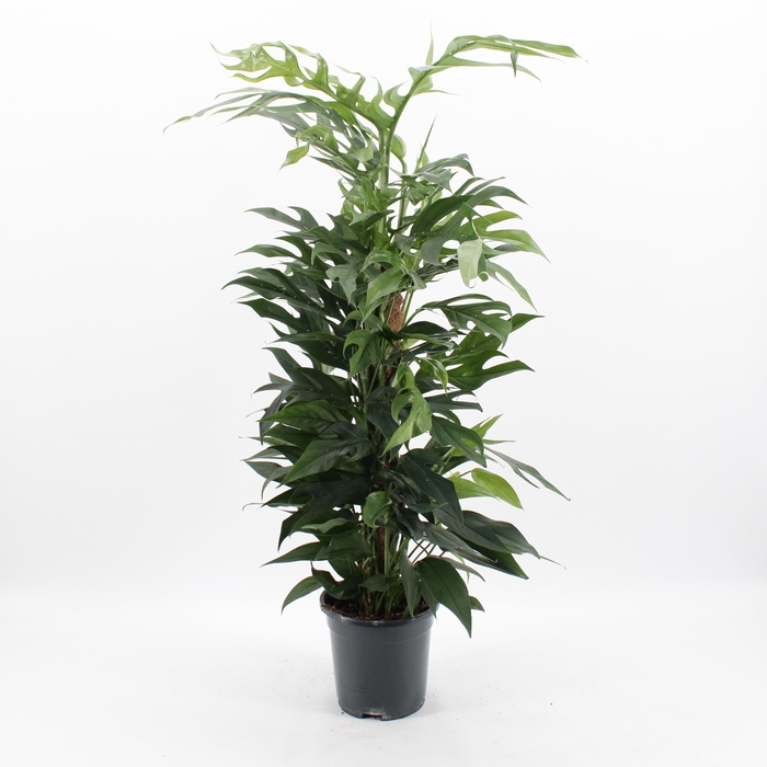 <h4>Epipremnum Pinnatum Baltic Blue</h4>