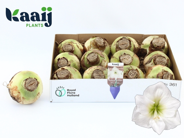 <h4>Bloembol Hippeastrum</h4>