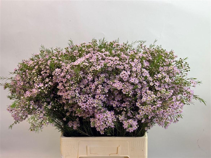 <h4>CHAME UN DORI</h4>