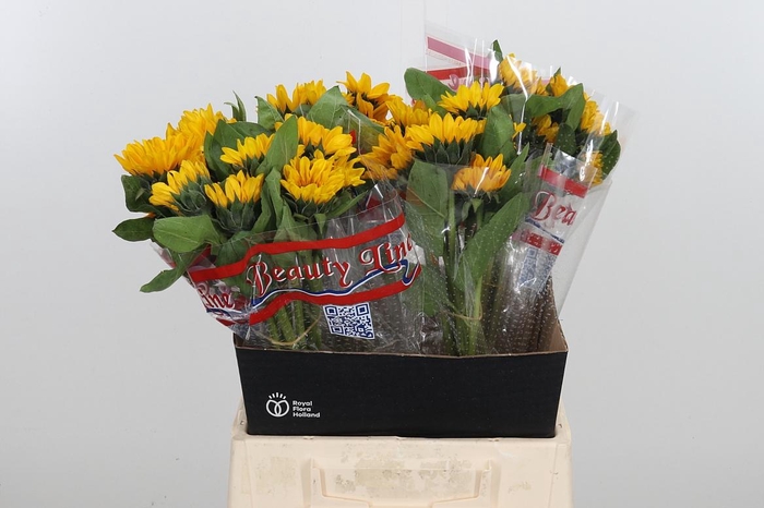 <h4>Heli Sunova</h4>