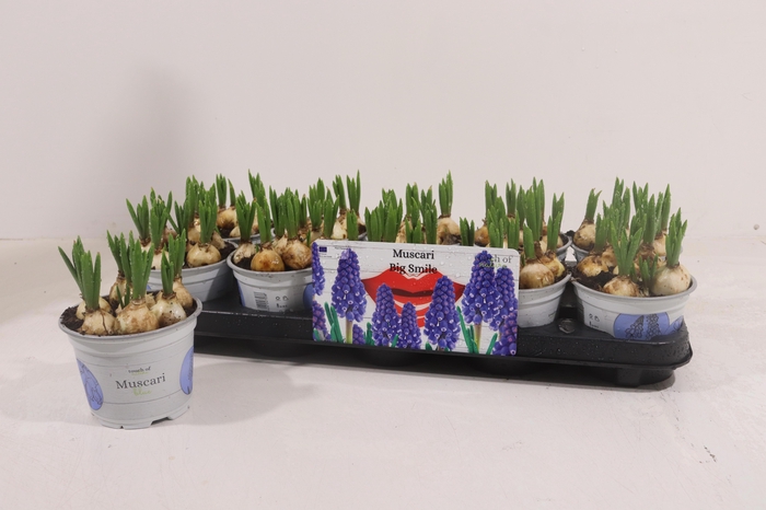 <h4>MUSCAR BIG SMILE</h4>