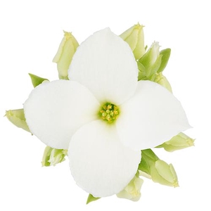 KALANCHOE BLOSSFELDIANA 'MINI'