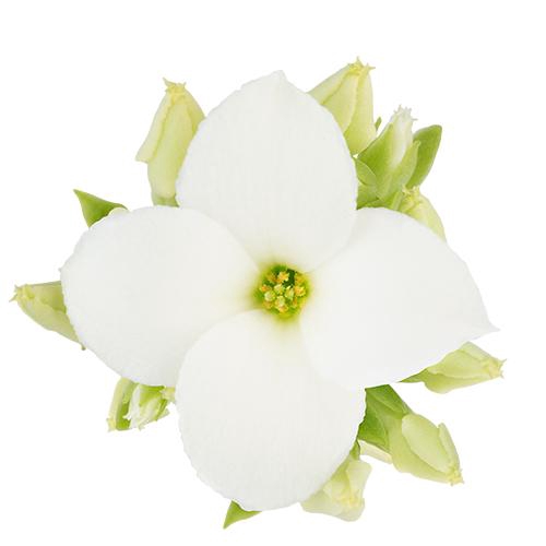 <h4>KALANCHOE BLOSSF P6 WIT</h4>