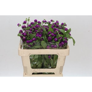 GOMPH PURPLE SPRAY