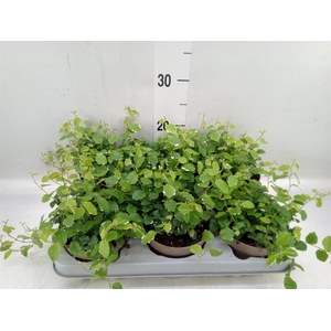 Ficus pumila 'White Sunny'