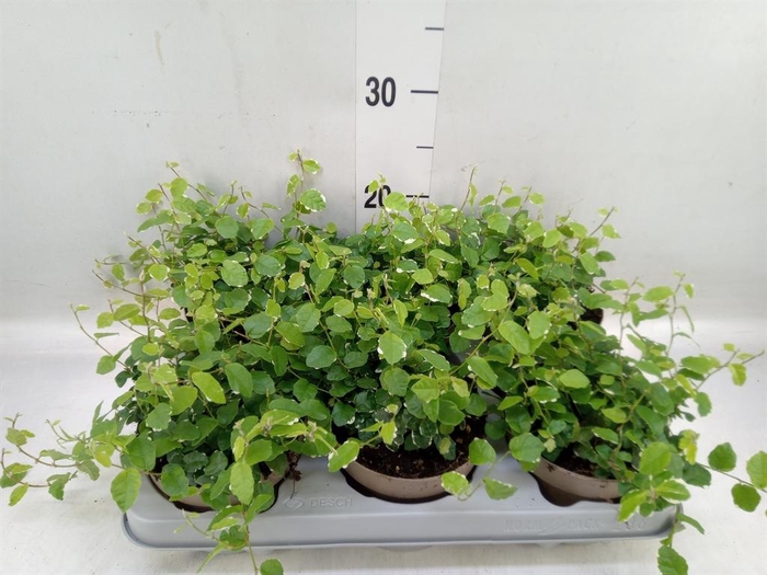 <h4>Ficus pumila 'White Sunny'</h4>