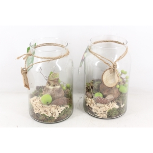 arr4 Amaryllis MB - Glas napoleon 338/6