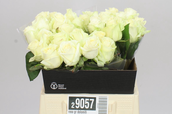 <h4>Rosa Gr Dolomiti</h4>