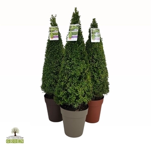 Buxus sempervirens Piramide 90-100