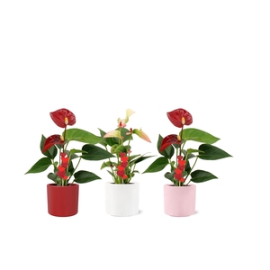 Anthurium 6 cm 2 color mix in Eva love ceramics with Sweety hearts stabber