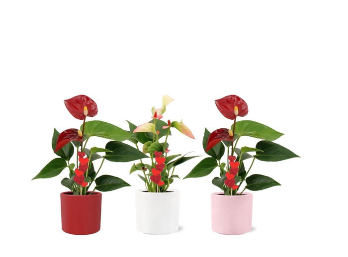<h4>Anthurium 6 cm 2 color mix in Eva love ceramics with Sweety hearts stabber</h4>