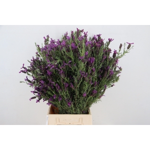 LAVANDULA STOECHAS