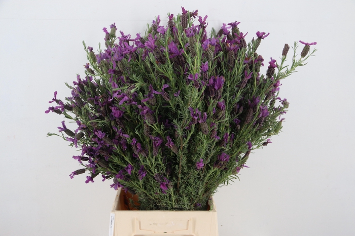 <h4>LAVANDULA STOECHAS</h4>