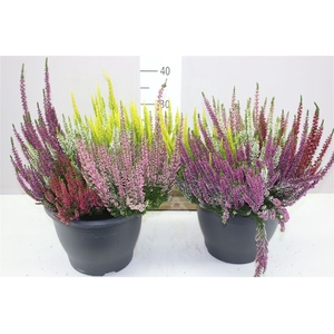 Calluna Beauty Lady High Five Decopot