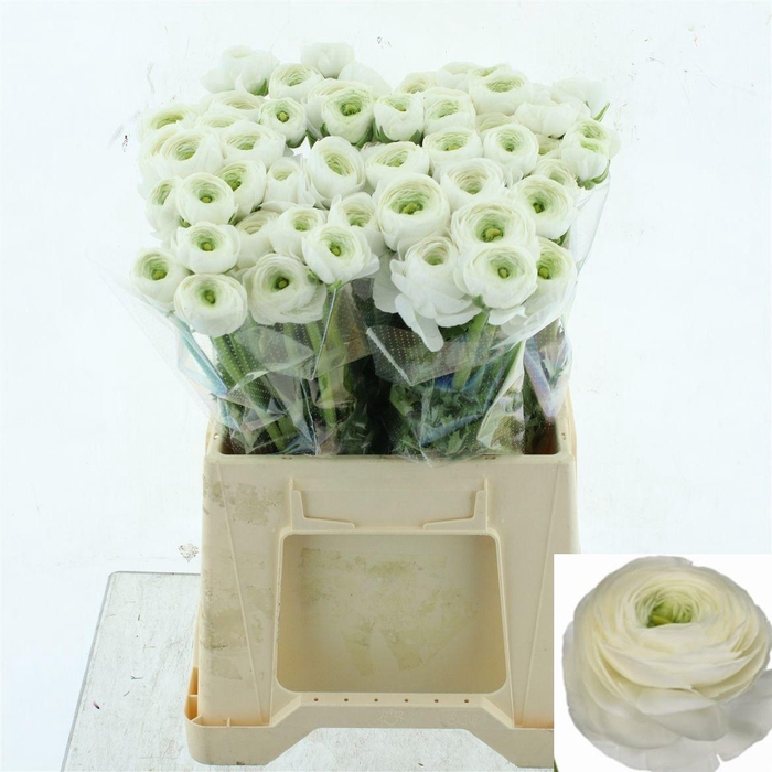 <h4>RAN SU NIVEO</h4>