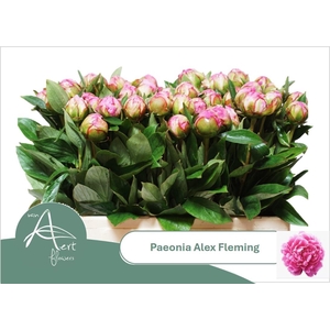 PAEO L ALEX FLEMING