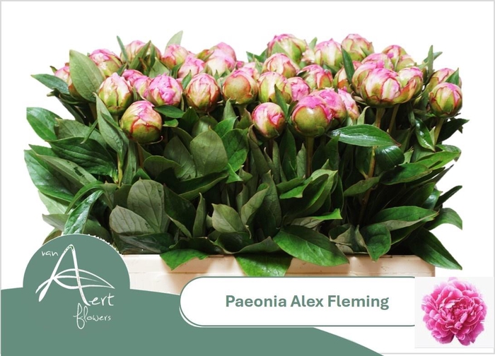 <h4>PAEO L ALEX FLEMING</h4>
