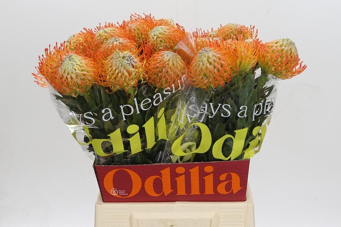 <h4>Nutans Ayoba Sun</h4>