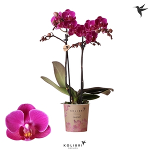 Kolibri Orchids Phalaenopsis Merida 2 spike