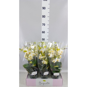 Phalaenopsis multi.   ...white