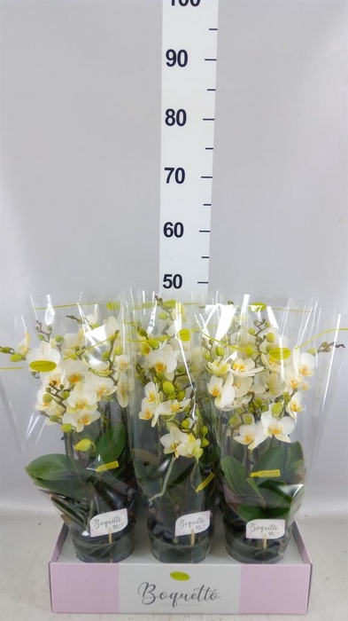 <h4>Phalaenopsis multi.   ...white</h4>