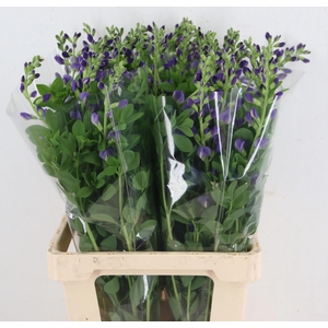 BAPTISIA AUSTRALIS