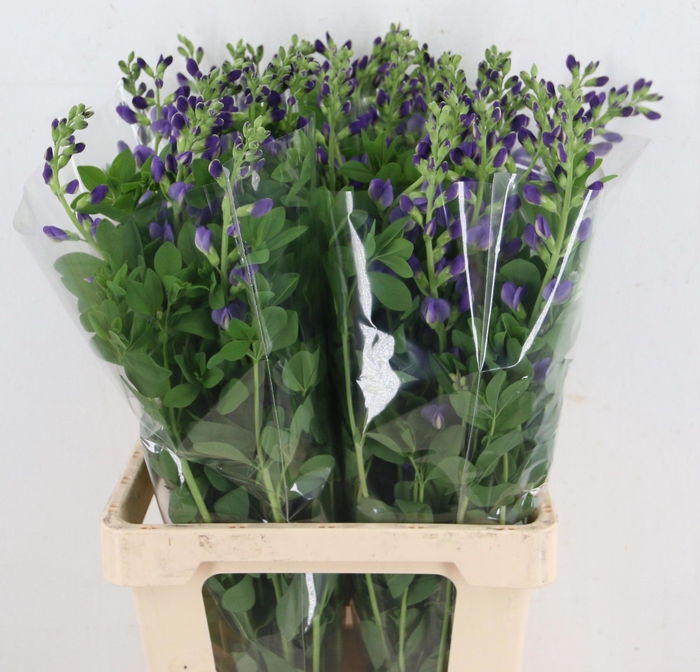 <h4>BAPTISIA AUSTRALIS</h4>