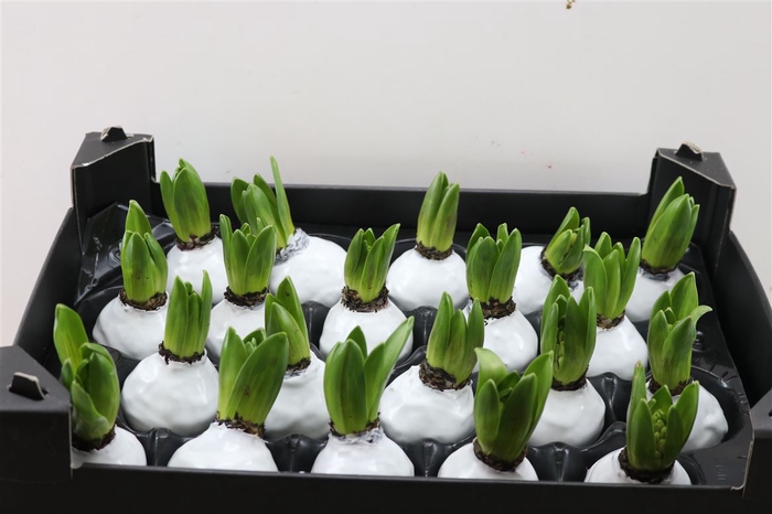 <h4>Wax Hyacinth Wit</h4>