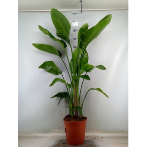 Strelitzia nicolai